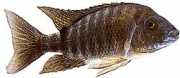 Aulonacara nyassae Cichlid African Peacock