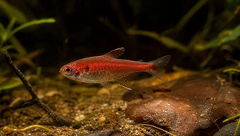 Axelrodia riesei Red semolina tetra
