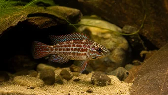 Badis assamensis (Chameleon fish)