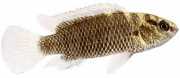 Badis badis Chameleon fish