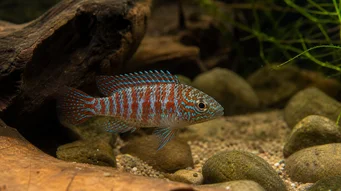 Badis badis Chameleon fish