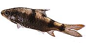 Barbus arulius Three -band bearded