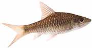 Barbus dorsalis Bearded dorsalis