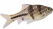 Barbus lateristriga Bearded