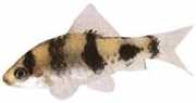Barbus melanympyx Bearded melarympyx