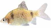 Barbus nigrofasciatus Bearded