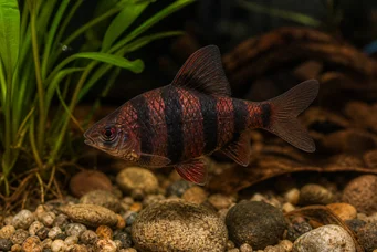 Barbus nigrofasciatus