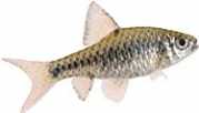 Barbus oligolepis Checkered beard