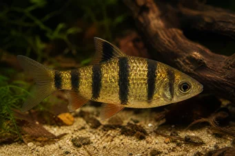 Barbus pentazona johorensis (Five -band bearded)
