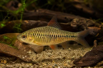 Barbus roloffi (Roloffi bearded)