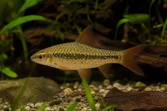 Barbus sachsi (Bearded)