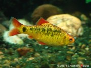 Barbus schuberti Schuberti bearded