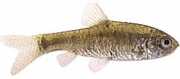 Barbus semifasciolatus Brass bearded