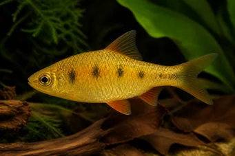 Barbus semifasciolatus Brass bearded