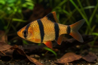 Barbus tetrazona (Sumatra bearded)
