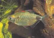 Bathyaethiops breuseghem... African tetra-moon