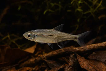 Bathyaethiops breuseghemi African tetra-moon