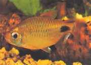 Bathyaethiops caudomacul... African tetra-moon