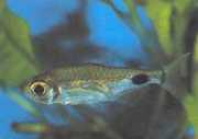 Bathyaethiops greeni Green Characin