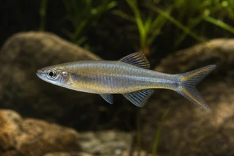 Bedotia geayi (Madagascar rainbow)