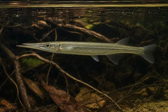 Belonophago tinanti (Bélanophage-Aiguille)