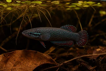 Betta imbellis