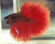 Betta splendens halfmoon Fighter