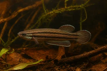 Betta trifasciata (Fighter)