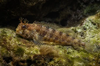 Blennius gattorugine (Blennie Gattorugine)