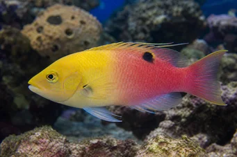 Bodianus pulchellus COSSYPHE DE CUBA