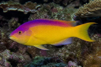 Bodianus rufus Spanish labre