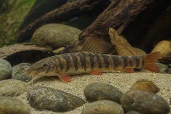 Botia rubripinnis