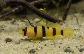 Brachygobius doriae Bee fish, bumblebee fish