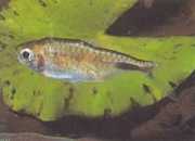 Brachypetersius pseudonu... Brachypetersius pseudonu...