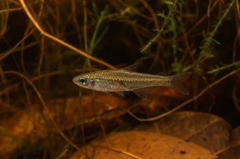 Brittanichthys sp (Luminescent dashes tetra)