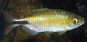 Brycinus longipinnis Characin with long fins