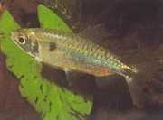 Brycinus schoutedeni Brycinus with grand scal...