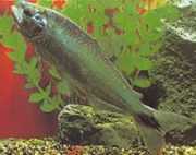 Brycon cephalus South American trout