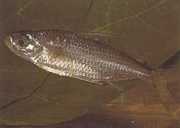 Bryconaethiops macrops Tetra big masked eyes