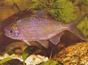 Bryconaethiops microstom... Small mouth tetrament