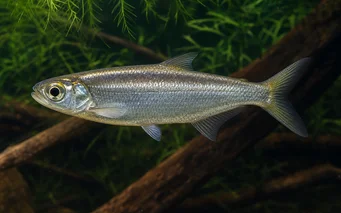 Bryconops affinis Tapered bryconops