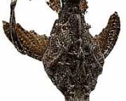 Bunocephalus kneri Banjo fish