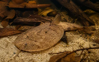 Bunocephalus kneri (Banjo fish)