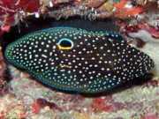 Calloplesiops altivelis Comet