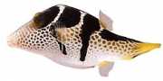 Canthigaster valentini Canthigaster with saddle