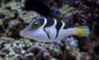 Canthigaster valentini Canthigaster with saddle