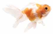 Carassius auratus perle Pearl