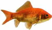 Carassius auratus rouge Goldfish