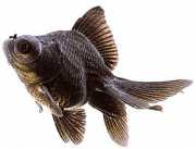 Carassius auratus telesc... Telescope