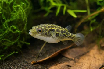 Carinotetraodon somphongsi Carnotetraodon Somphongsi